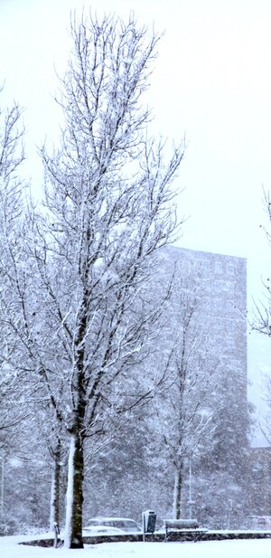 onze flat door een besneeuwde achtertuin